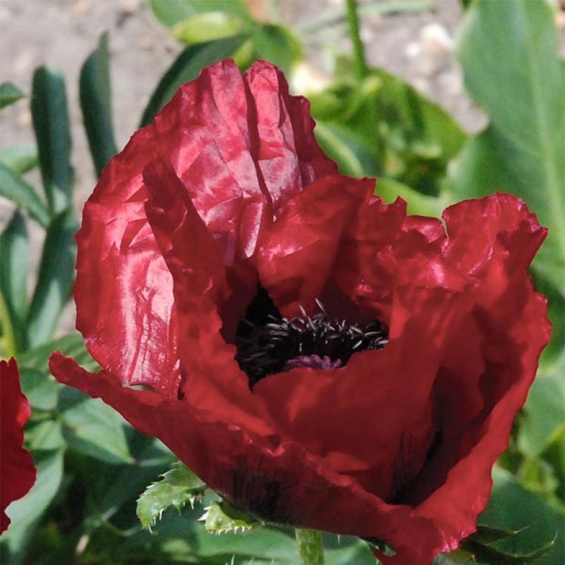 Amapola oriental Royal Chocolate Distinction - Papaver orientale (Floración)