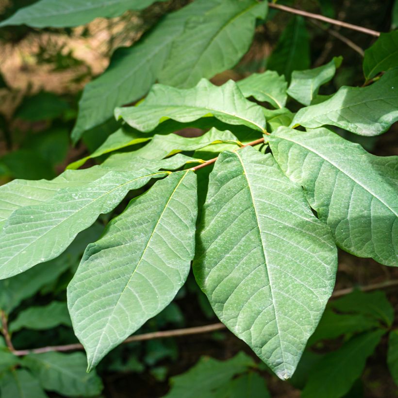 Asimina triloba Allegheny (Follaje)