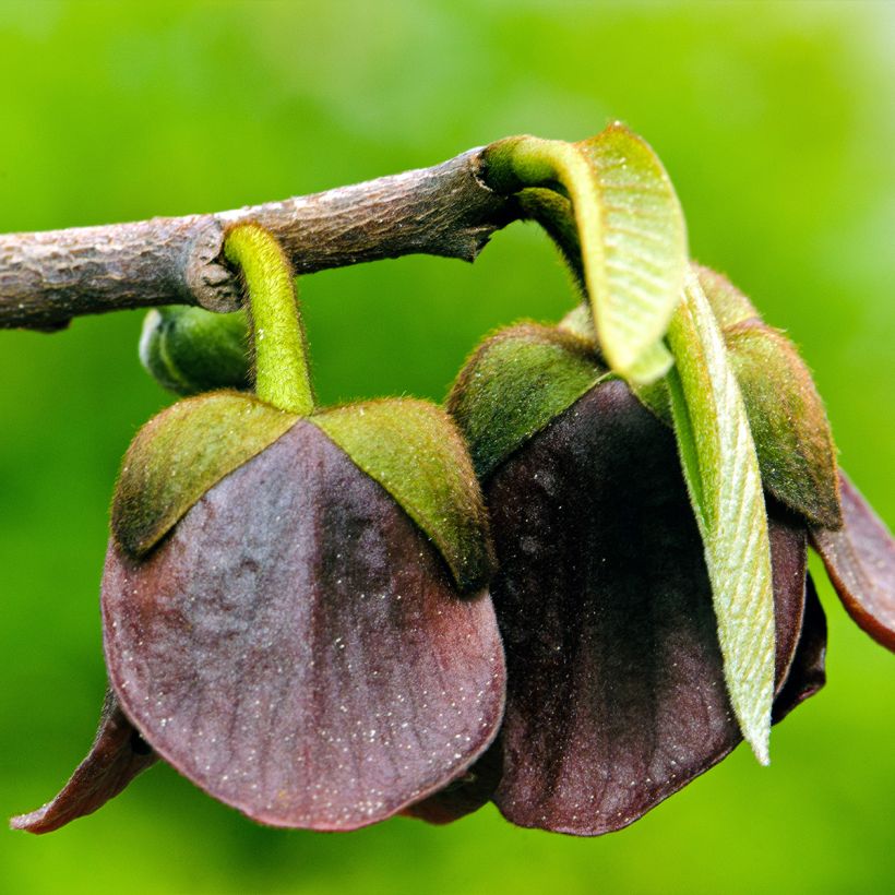 Asimina triloba Allegheny (Floración)