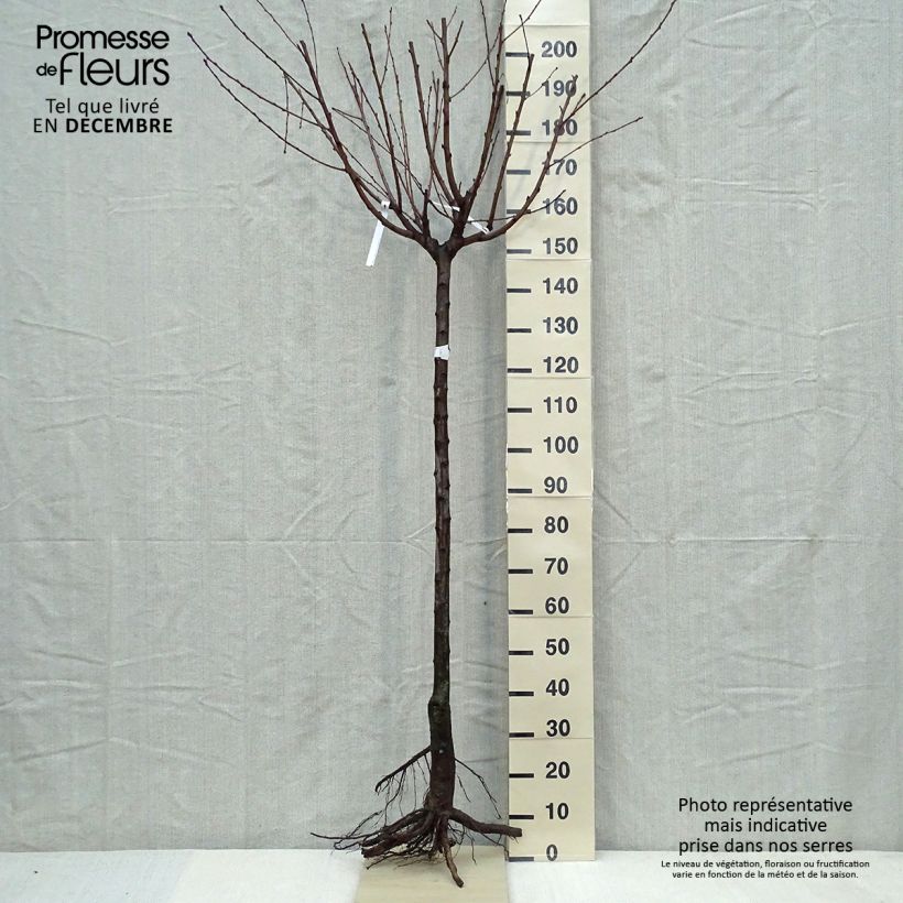 Pêcher Andromède - Prunus persica Demi-tige en racines nues Ejemplar entregado en invierno