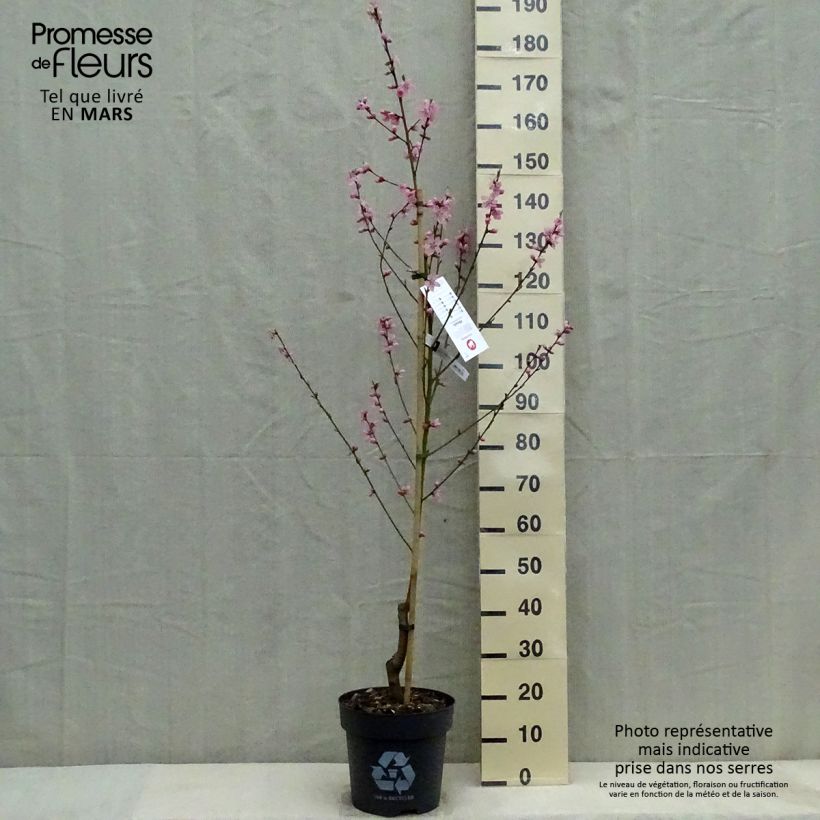 Pêcher Bénédicte - Prunus persica Pot de 10L Ejemplar entregado en la primavera