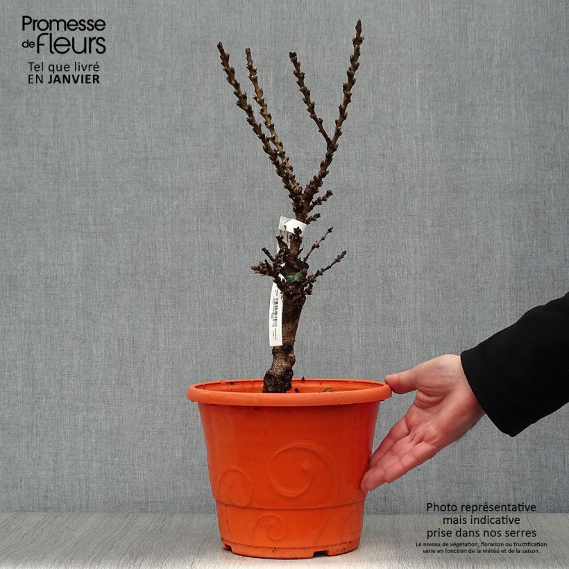 Pêcher - Prunus persica Nain Crimson Bonfire en pot de 6L Ejemplar entregado en invierno