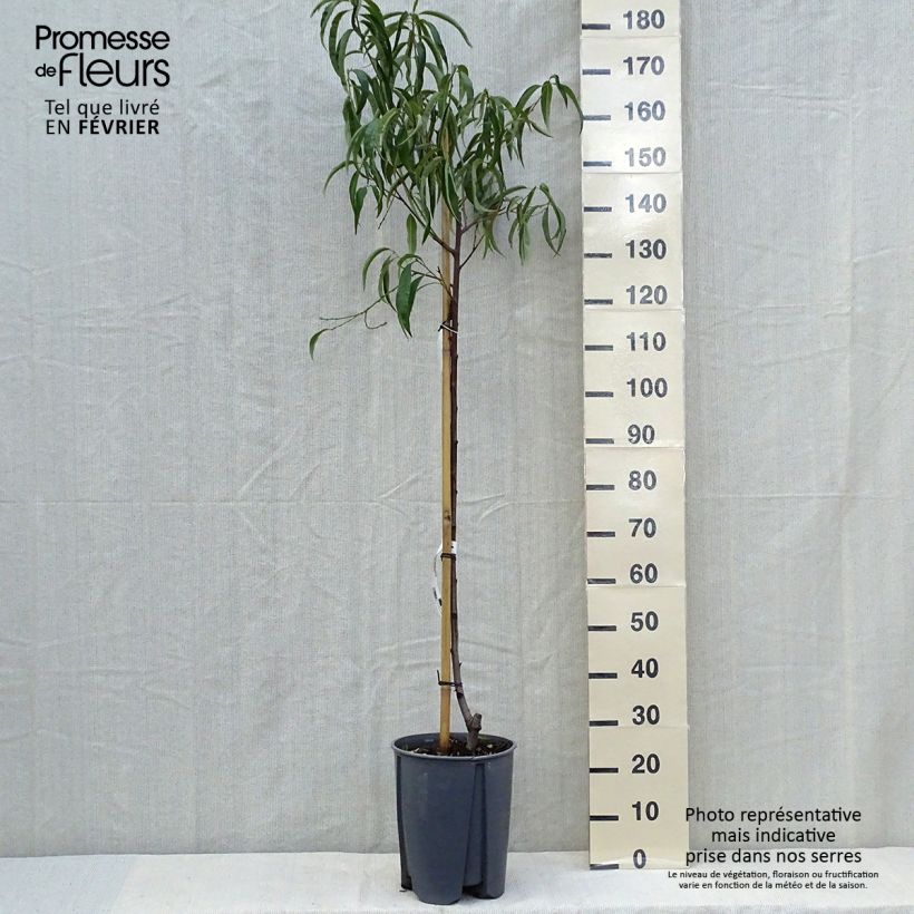 Ejemplar de Pêcher - Prunus persica Sanguine Demi-tige en pot de 7,5l/10l entregado en otoño