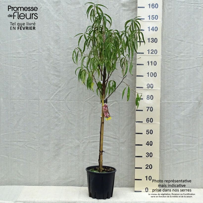 Ejemplar de Pêcher - Prunus persica Sanguine Gobelet en pot de 7,5l/10l entregado en otoño