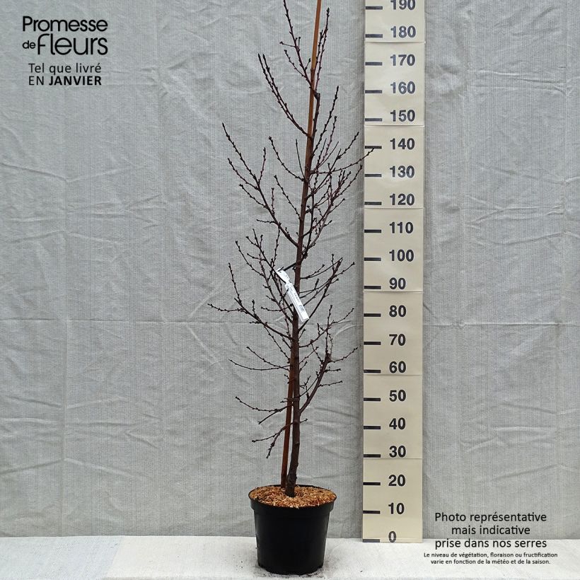 Pêcher à fleurs - Prunus persica Taoflora Pink Pot de 7,5L/10L Ejemplar entregado en invierno