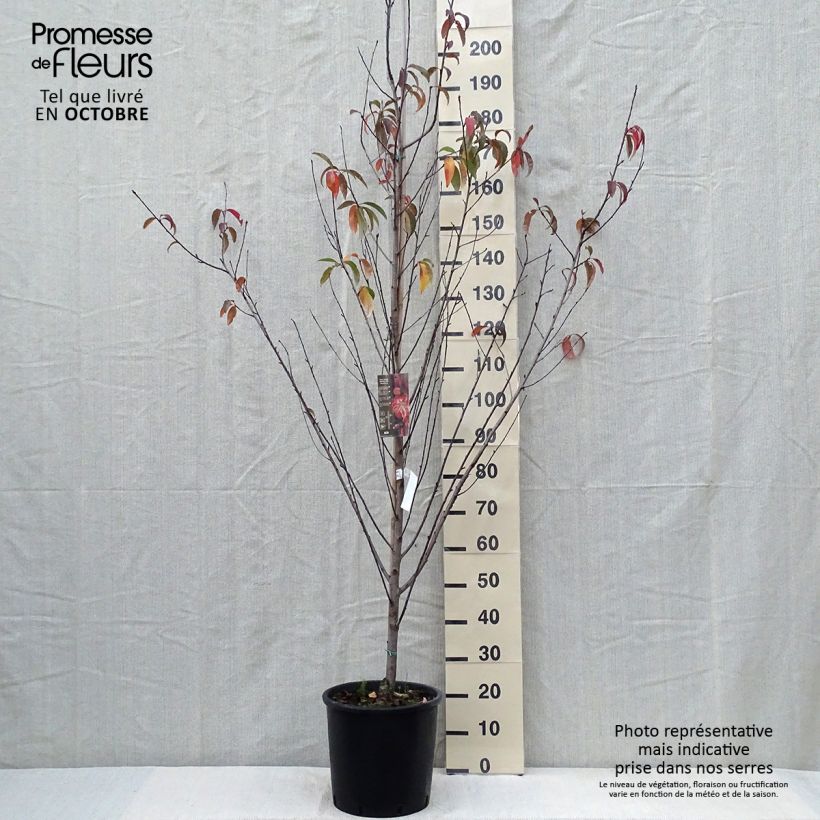 Ejemplar de Pêcher à fleurs - Prunus persica Taoflora Red Pot de 7,5L/10L entregado en otoño