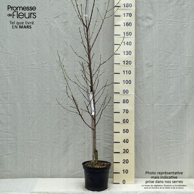 Prunus persica Taoflora White Maceta 7,5L/10LAltura de entrega aprox. 180/200cm Ejemplar entregado en la primavera