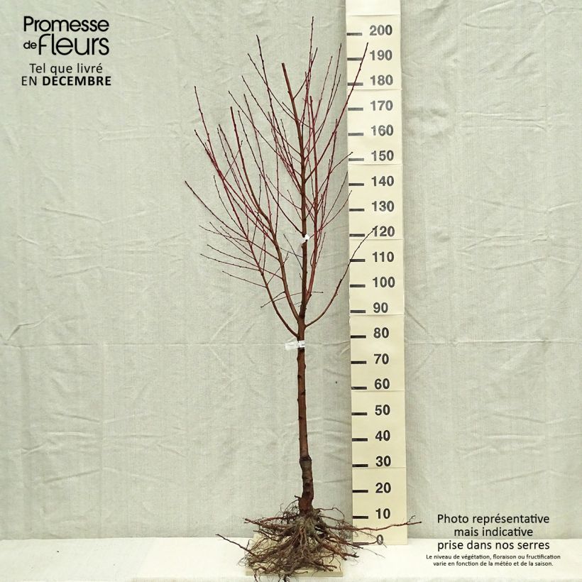 Pêcher Andromède - Prunus persica Gobelet en racines nues Ejemplar entregado en invierno