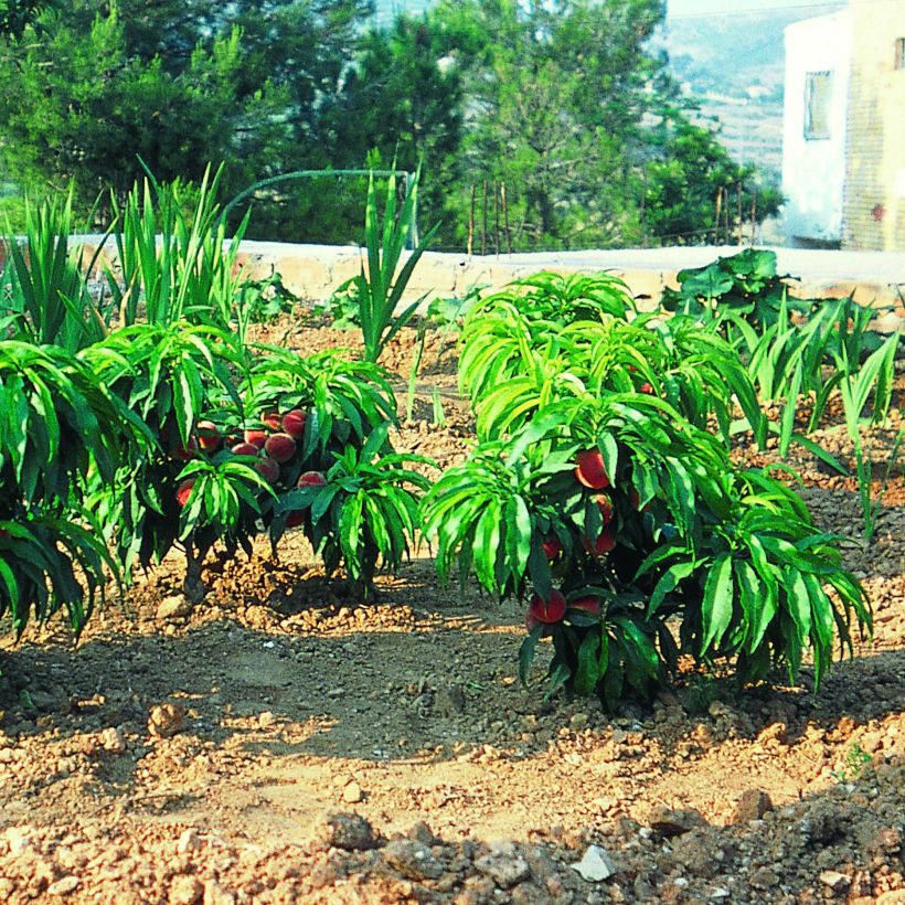 Melocotonero enano Bonanza (Porte)