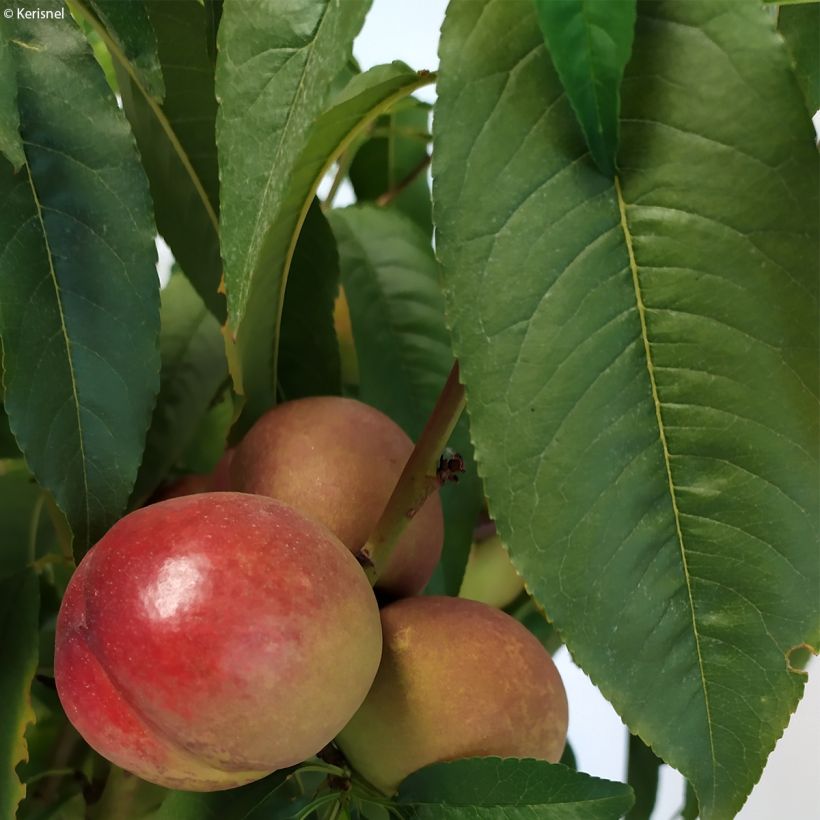 Nectarina enana Fruit Me Necta Me (Follaje)