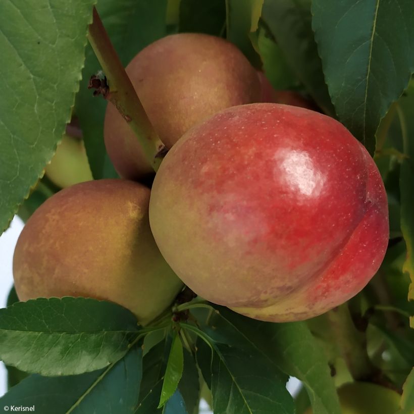 Nectarina enana Fruit Me Necta Me (Cosecha)