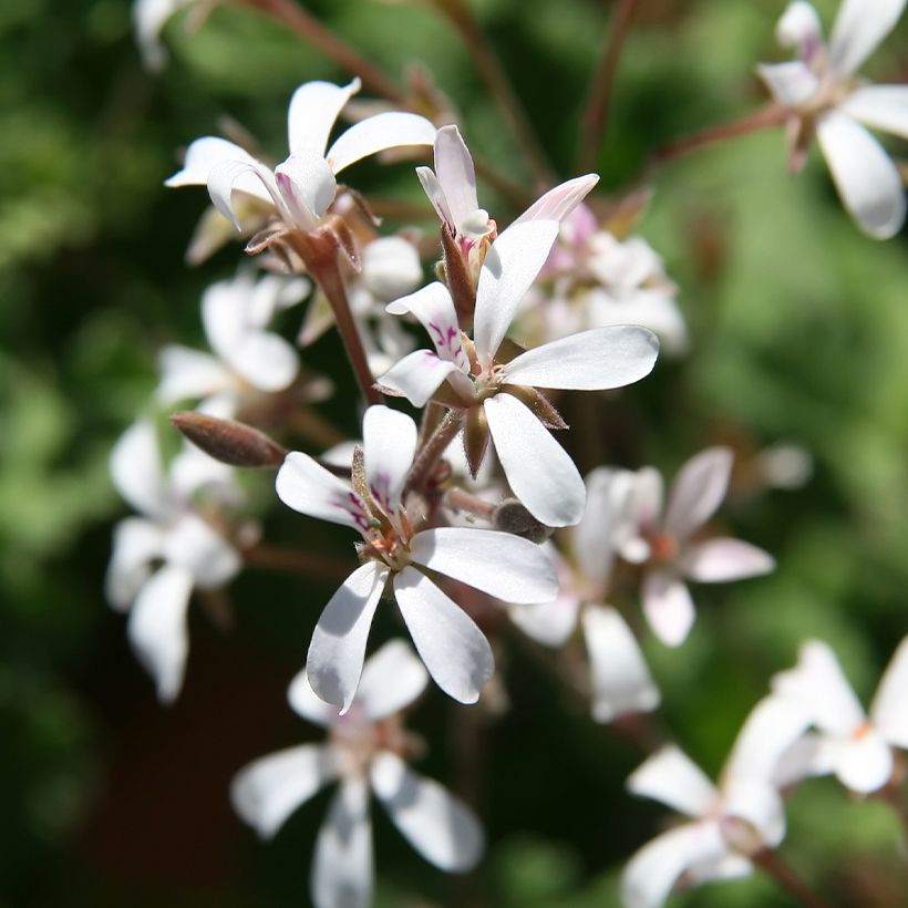 Geranio Ardwick Cinnamon- Pelargonium (Floración)