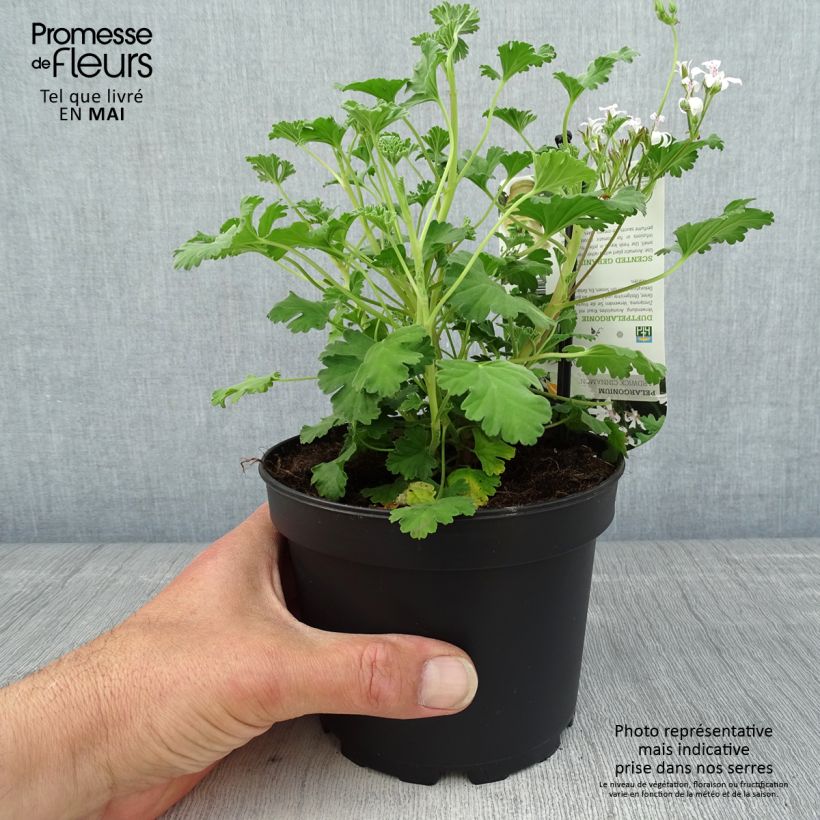 Pelargonium Ardwick Cinnamon - Géranium d'odeur parfum cannelle Pot de 1,5L/2L Ejemplar entregado en la primavera