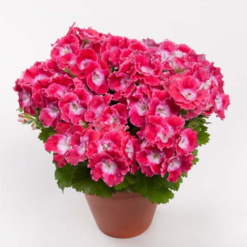 Geranio Bermuda Cherry- Pelargonium (Floración)