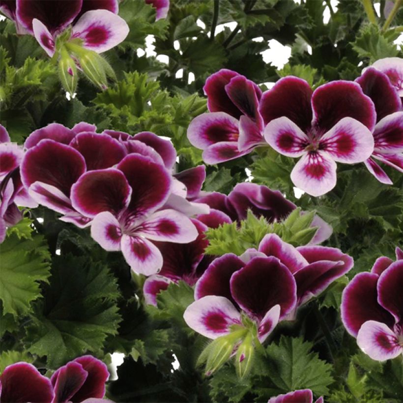 Geranio Angel's Perfume- Pelargonium (Floración)