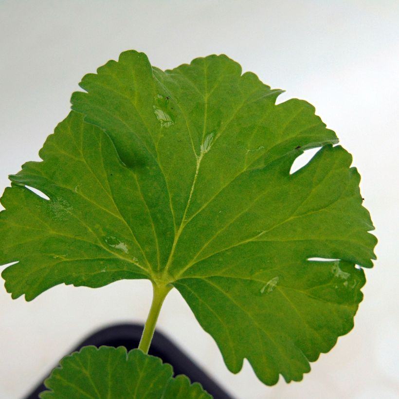 Pelargonium fragrans - Geranio de olor (Follaje)