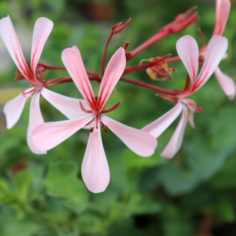 Pelargonium acetosum - Geranio (Floración)