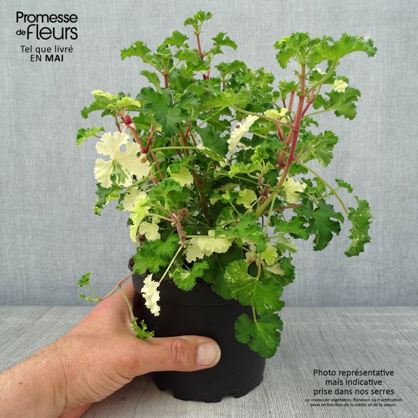 Pelargonium crispum Peach Cream - Géranium d'odeur panaché parfum pêche Pot de 1,5L/2L Ejemplar entregado en la primavera