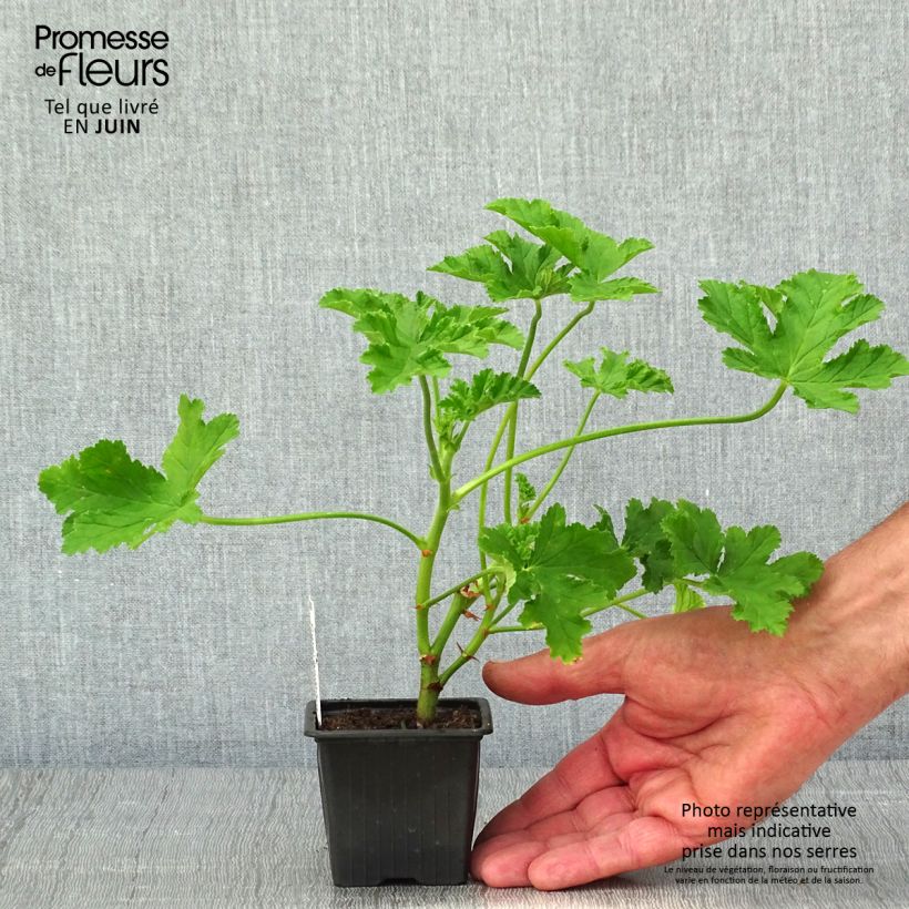 Pelargonium odorant Brunswick - Géranium parfum lavande - Godet de 8/9 cm Ejemplar entregado en la primavera