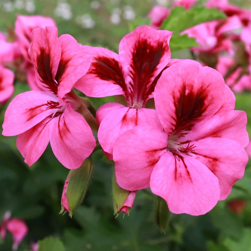 Geranio Brunswick- Pelargonium (Floración)