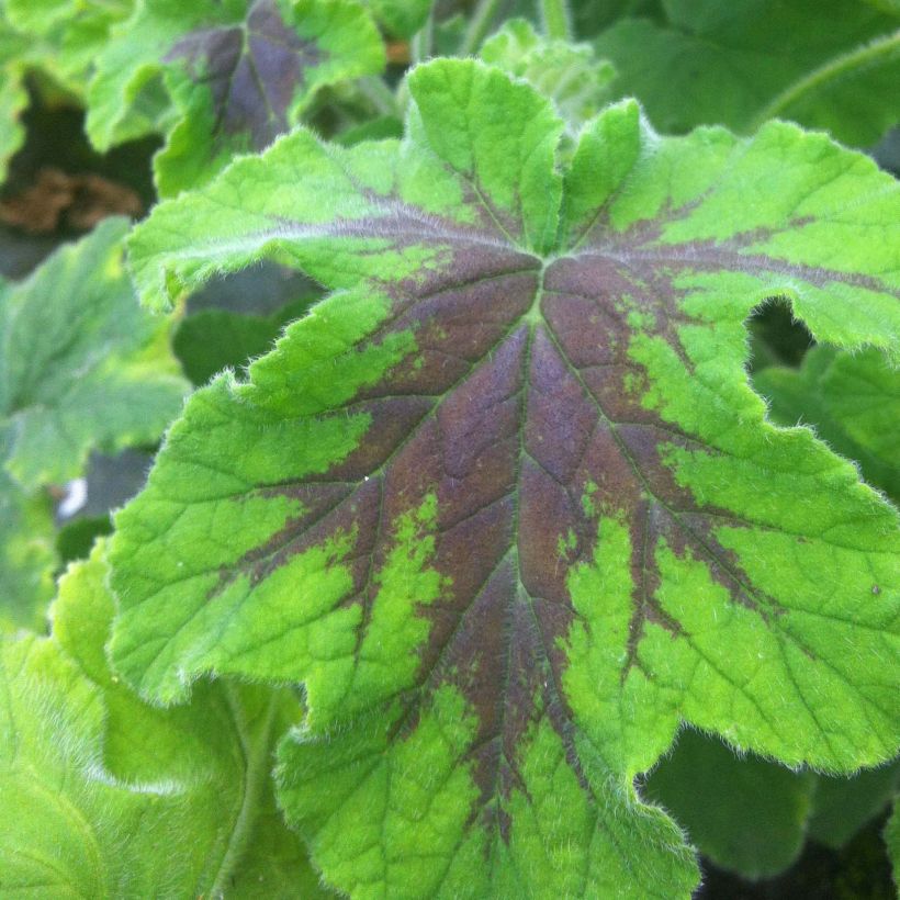 Geranio Chocolate- Pelargonium (Follaje)