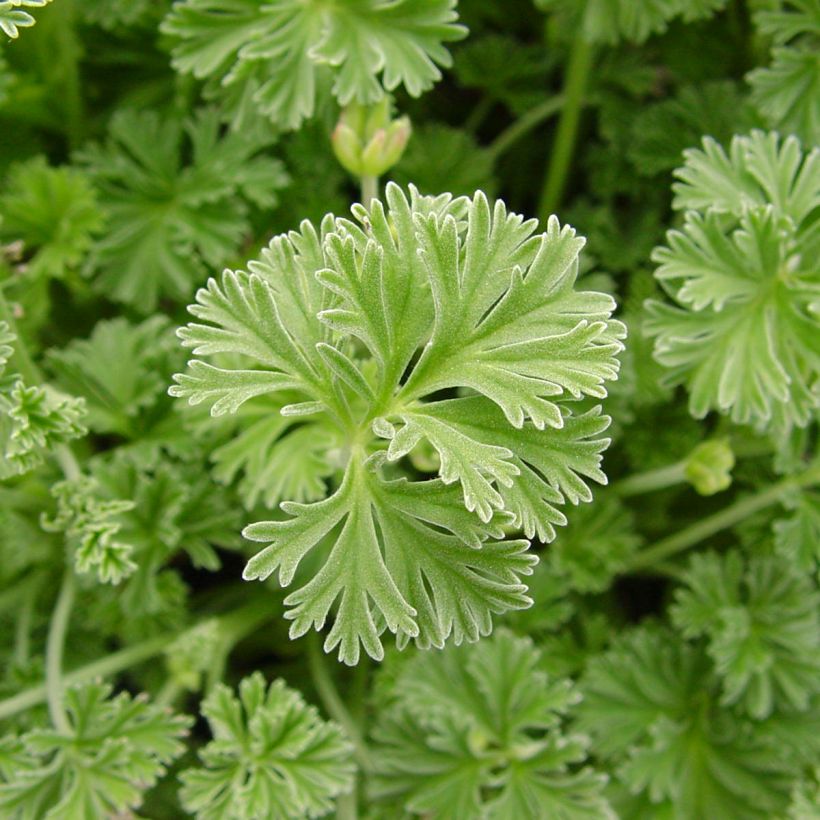 Geranio Deerwood Lavender- Pelargonium (Follaje)