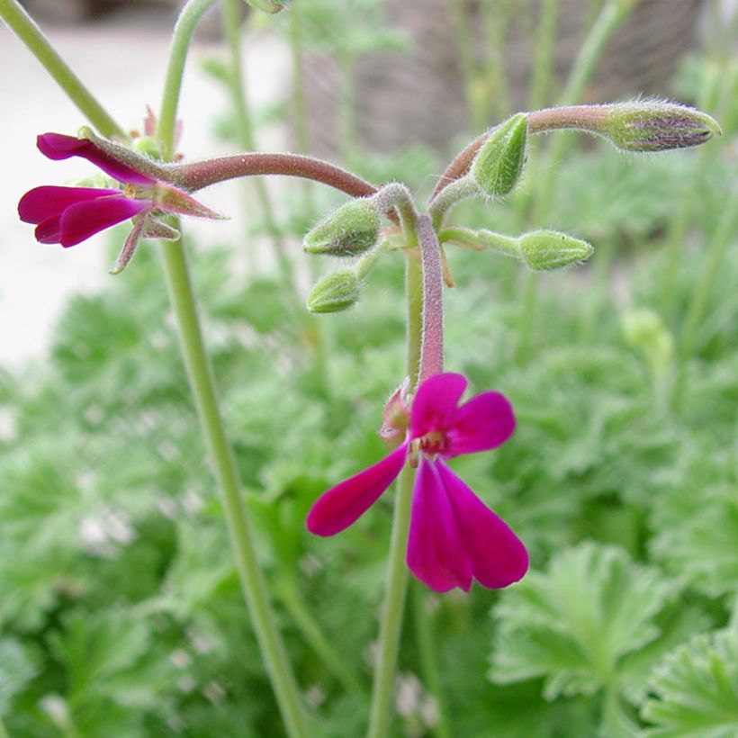 Geranio Deerwood Lavender- Pelargonium (Floración)