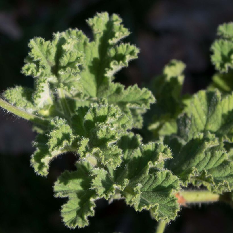 Geranio Endsleigh- Pelargonium (Follaje)