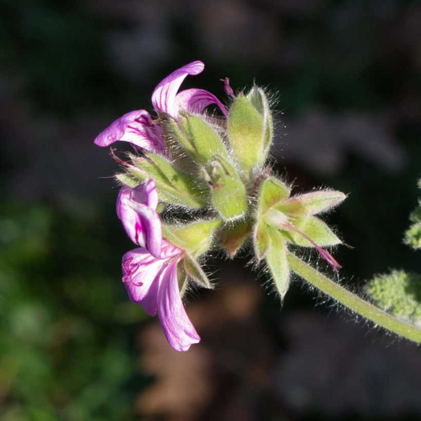 Geranio Endsleigh- Pelargonium (Floración)