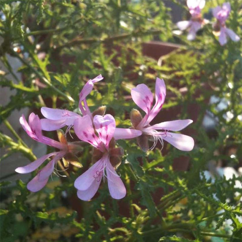 Geranio denticulatum Filicifolium- Pelargonium (Floración)