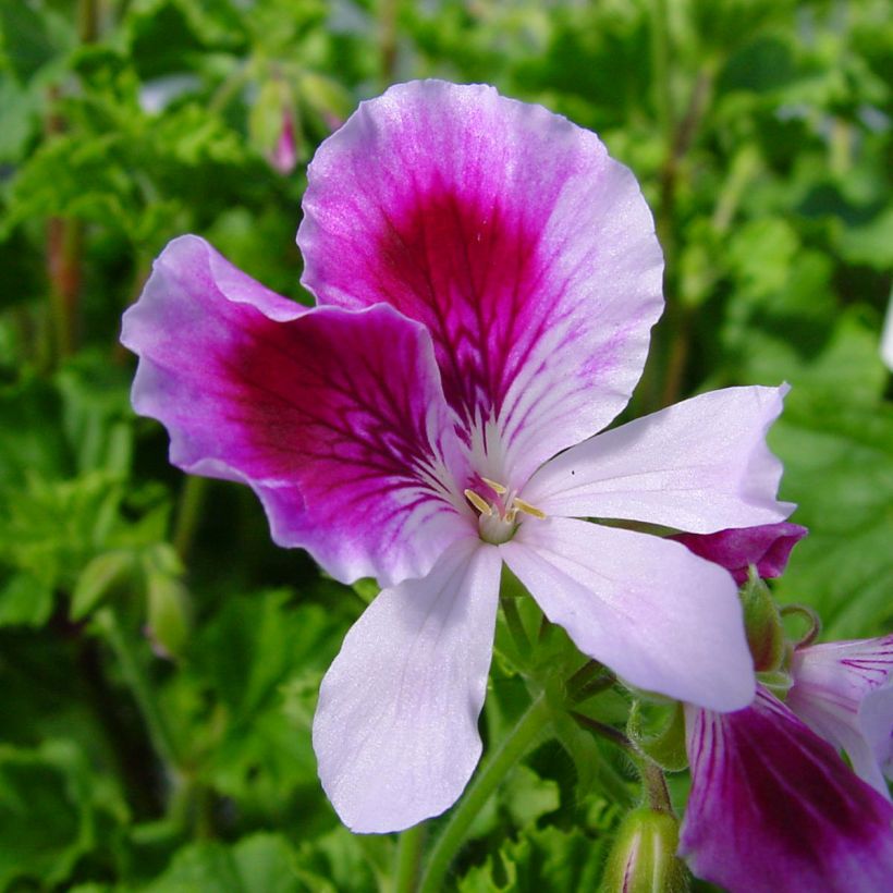 Geranio Kettlebaston- Pelargonium (Floración)