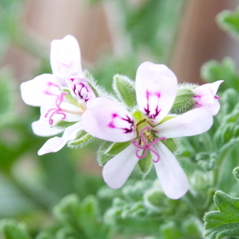 Geranio graveolens Lady Plymouth- Pelargonium (Floración)