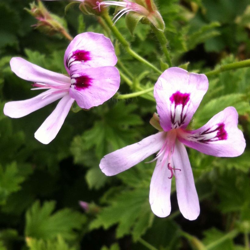 Geranio Lemon fancy- Pelargonium (Floración)