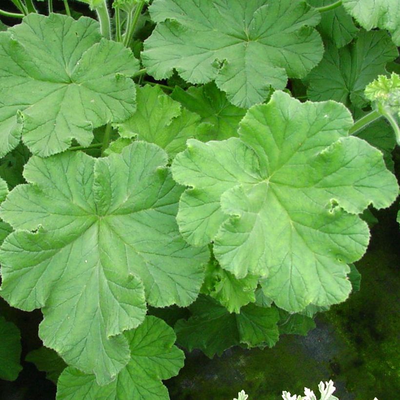 Geranio Purple Unique- Pelargonium (Follaje)