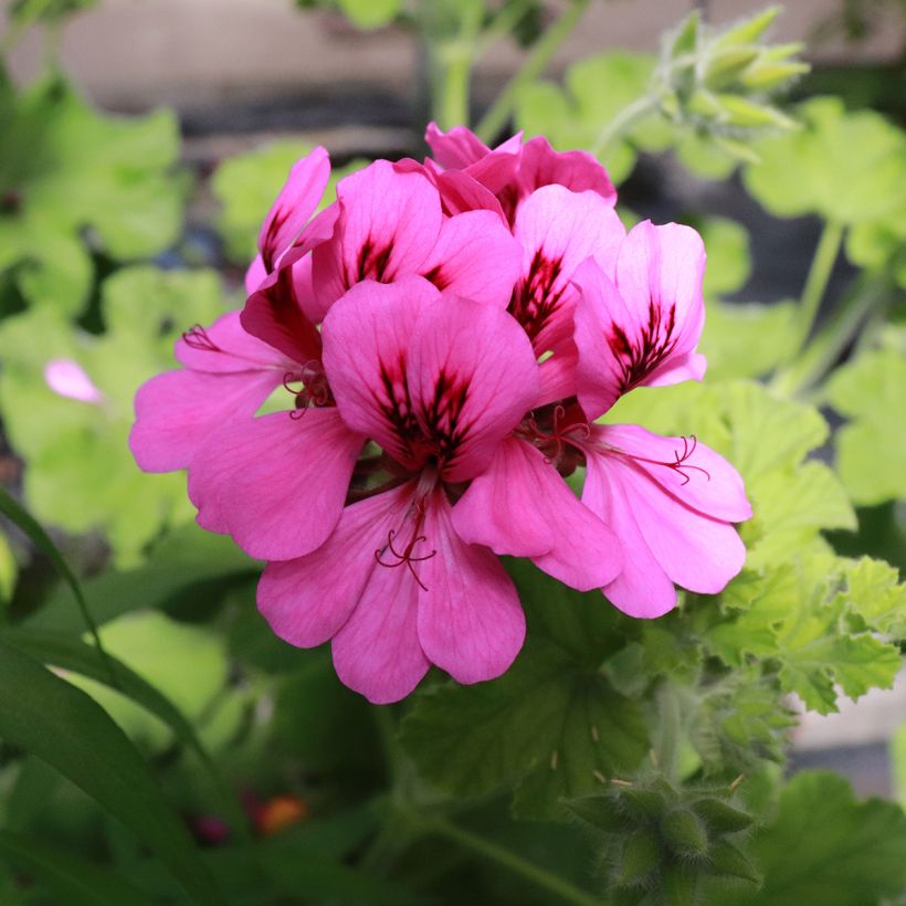 Geranio Purple Unique- Pelargonium (Floración)