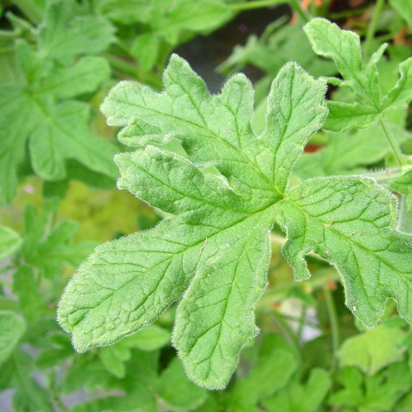 Geranio graveolens Robert's Lemon Rose- Pelargonium (Follaje)