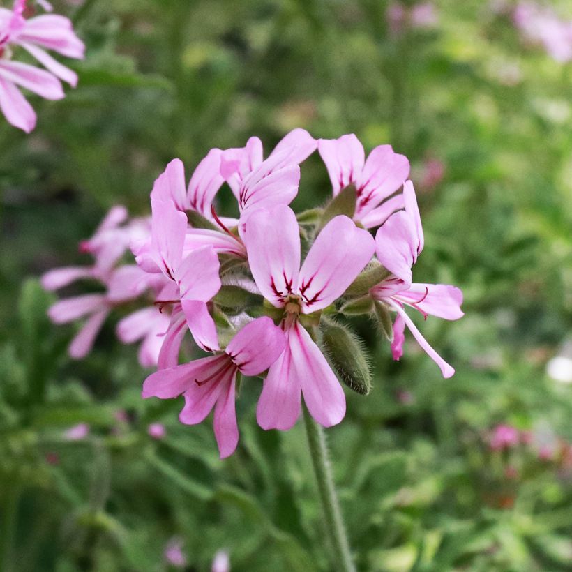 Geranio graveolens Robert's Lemon Rose- Pelargonium (Floración)