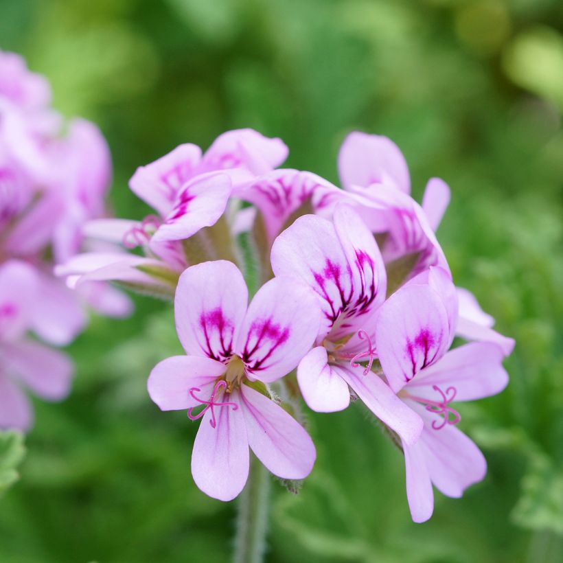 Geranio graveolens White Graveolens- Pelargonium (Floración)