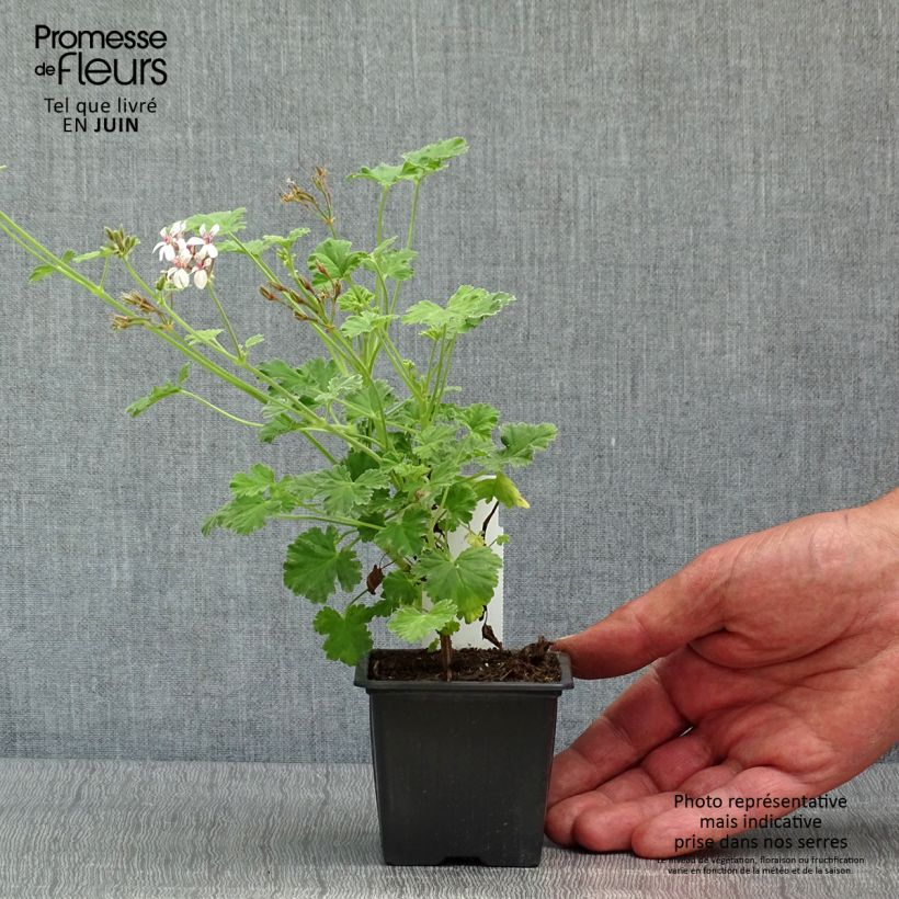 Pelargonium odorant fragrans Variegatum - Géranium parfum pin maritime - Godet de 8/9 cm Ejemplar entregado en la primavera