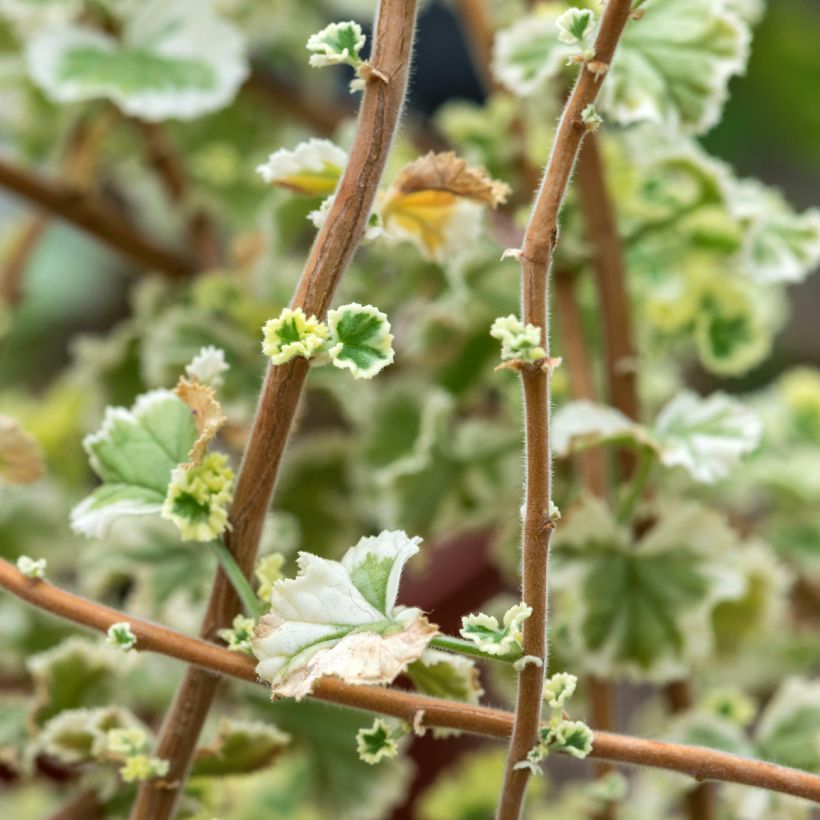 Pelargonium fragrans Variegatum - Geranio de olor (Follaje)