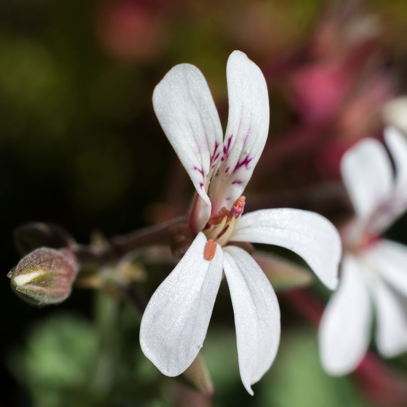 Pelargonium fragrans Variegatum - Geranio de olor (Floración)