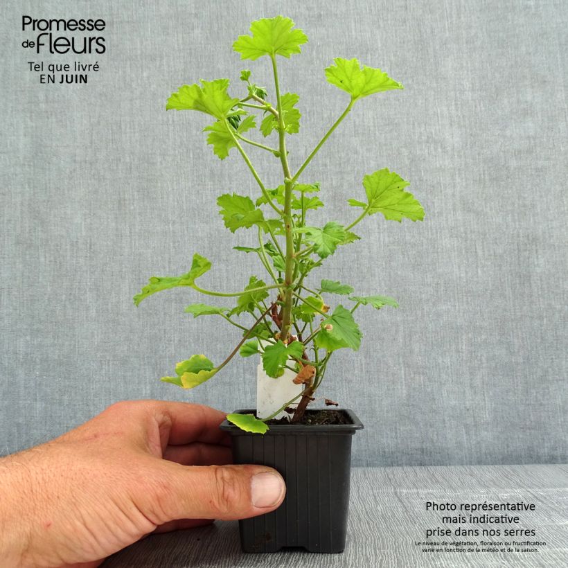 Geranio greytonense- Pelargonium Maceta de 8/9 cm Ejemplar entregado en la primavera