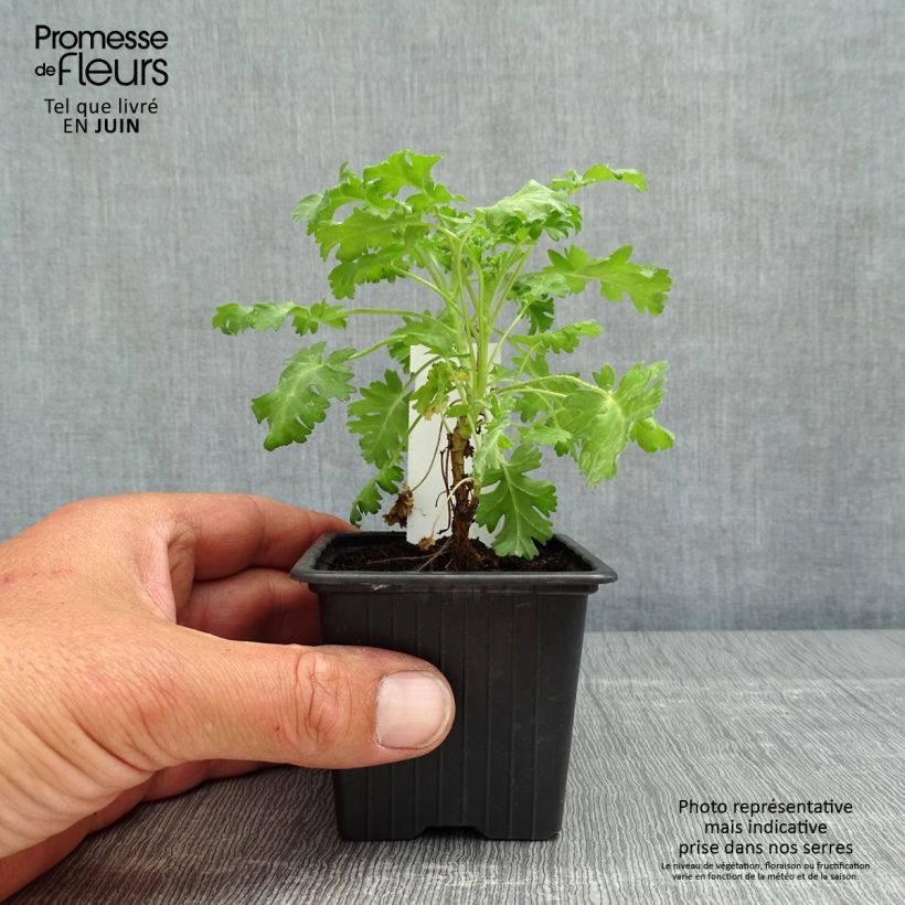 Geranio ionidiflorum- Pelargonium Ejemplar entregado en la primavera