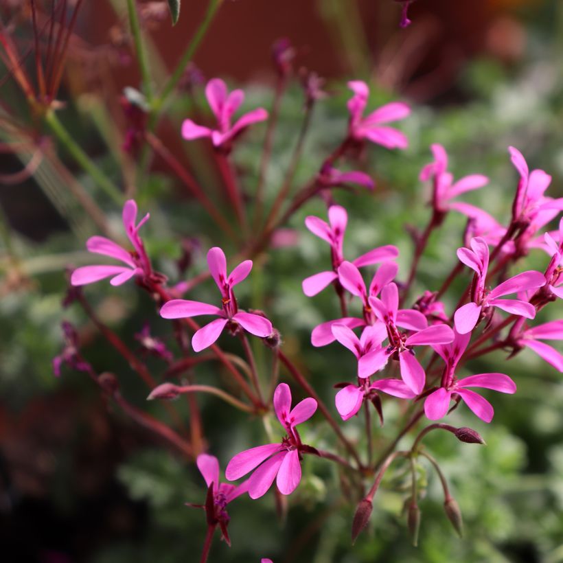 Geranio ionidiflorum- Pelargonium (Floración)