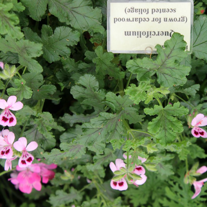 Geranio quercifolium- Pelargonium (Follaje)