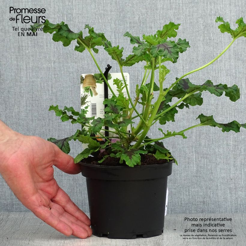 Pelargonium odorant quercifolium Royal Oak - Géranium au parfum balsamique Pot de 1,5L/2L Ejemplar entregado en la primavera