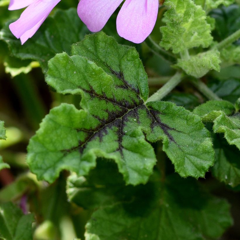 Geranio quercifolium Royal Oak- Pelargonium (Follaje)