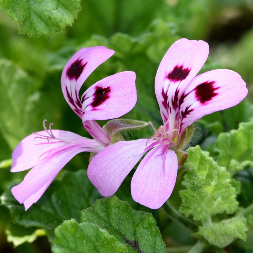 Geranio quercifolium Royal Oak- Pelargonium (Floración)