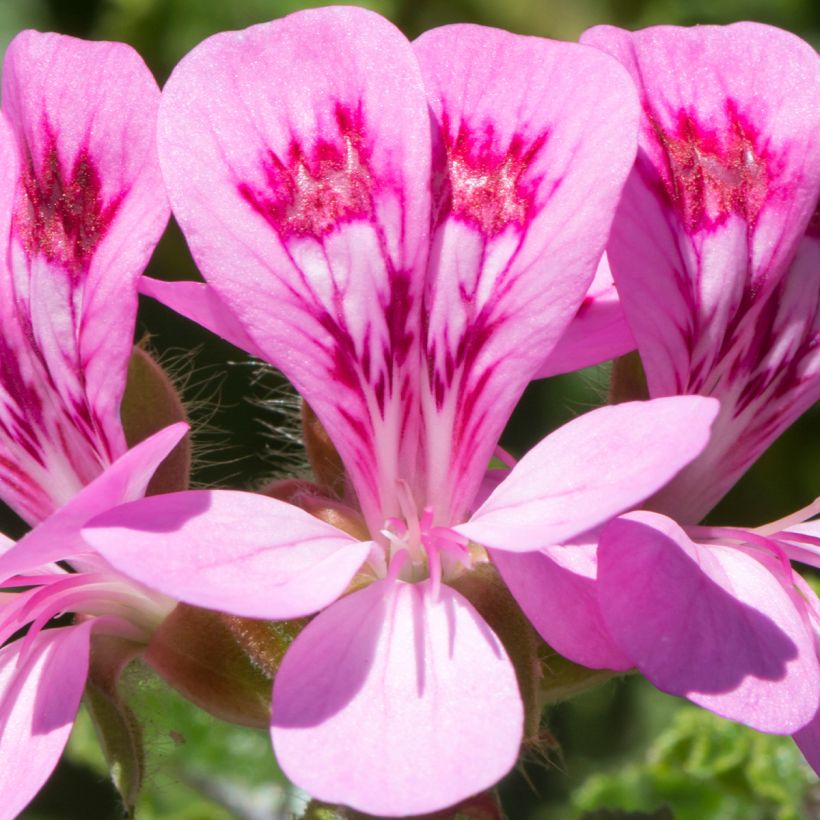 Geranio quercifolium- Pelargonium (Floración)