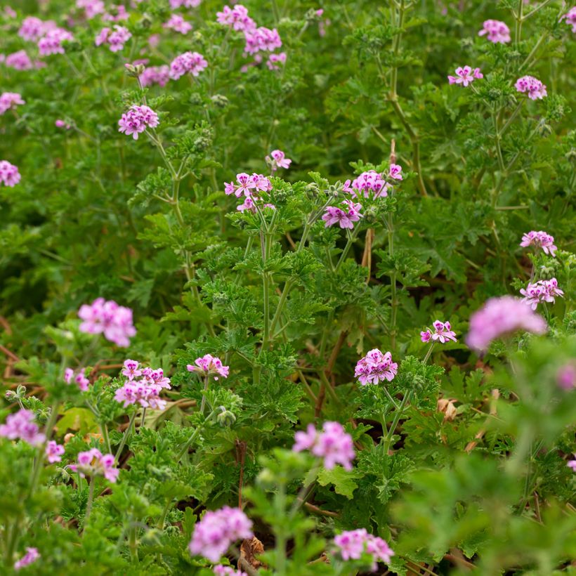 Geranio quercifolium- Pelargonium (Porte)